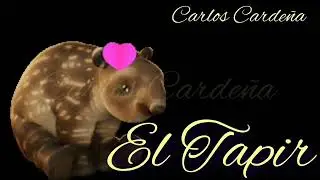 El Tapir, un animal muy Interesante y Curioso