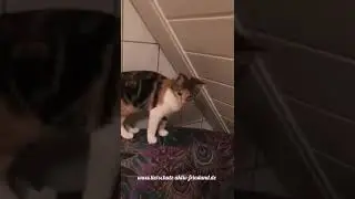 Gruß aus unserer Kittenstube ♥️