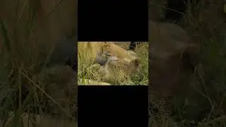 Львиная любовь