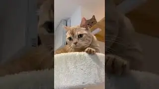 HOW TO TRAIN YOUR CAT  - HONEST CAT - CUTE CAT 🐱 - CAT VIDEOS - TRAIN YOUR CATS - MEOWMEOW  