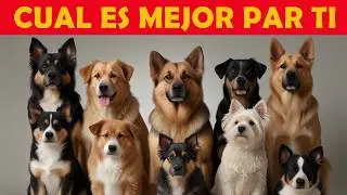 descubre las 10 RAZAS de perros que conquistan corazones 🏆🐶