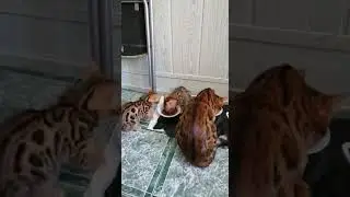 Котята 14.04.22. часть 4