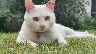 Why Do Cats Meow? Top 5 Reasons Behind Your Cat's Vocalizations | Understand Your Cat Better!