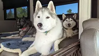 Did the Dogs Get COLD While Camping?