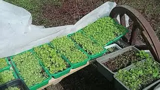 Рассада табака.