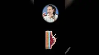 Can you break an ear? 
