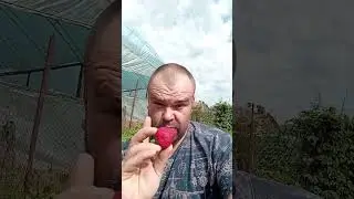 Клубника Сандра. Победа над холодом! 💪🍓