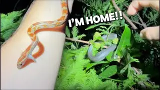 Florida Man Returns Home! Catching Snakes and Invasive Creatures in the Swamp