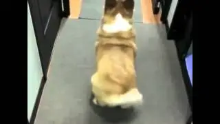 Best Vines- Gotta love dogs vine