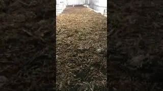 Рыхление компоста и выравнивание поверхности!