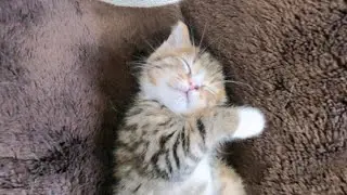 拾った子猫😹が2週間で1.6倍に巨大化してやんちゃ猫になってしまった件