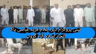 Top Pakistani Bully Kutta Power Full Dog Breed