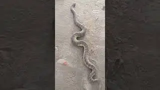Snake is JailBeach🪱🪱 