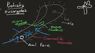 Osmosis and