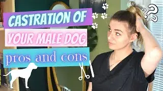 Castration of your male dog - pros and cons! Is neutering the right choice? risks vs benefits