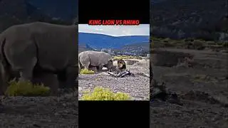 Lion King vs Rhino 