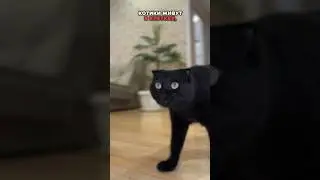 ШОК!!!А вы знали что в Китае🇨🇳котики живут в клетках? !!! 