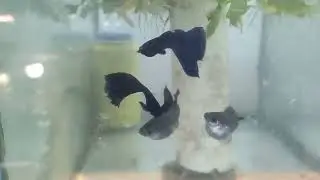 Moscows black - linha 3 lugar best in show último Aquashow
