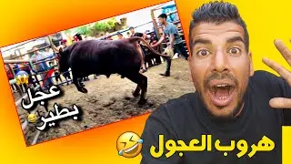 العجـول في العيــد خرجت عن السيـطرة !!! لا تراجع ولا استسلام