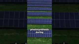 Innovative Energy:  Algae Powered Streetlights #futuretech #innovation #energy #viral #ytshorts