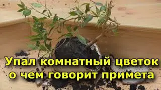 Упал комнатный цветок. о чем говорит примета