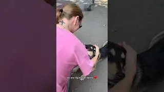 Собака из Тбилиси ♥️ в добрые руки #собака #тбилиси #грузия #georgia #tbilisi