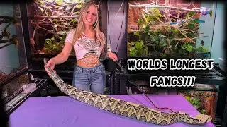 *New* GIANT Gaboon Viper!!!