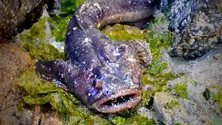 Soothing fish humming for relaxation, studying, sleep and meditation – Plainfin midshipman