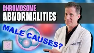 Abnormal embryos after PGT: When are men to blame?