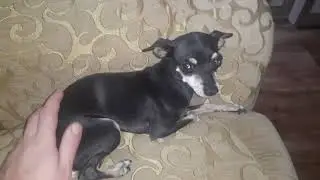 ЧТО ТВОРИТ ЭТО ЖИВОТНОЕ.Уход и содержание за русским Той-Терьером