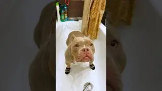 Самый добрый Американский булли в мире🐶 