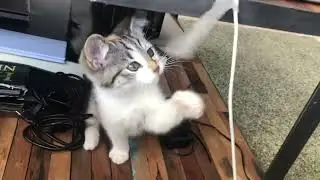 Cats|cats cartoon|Cats videos