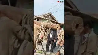 Karnaval Peringatan HUT RI ke 78 di kampung Jagawana Cikarang