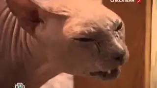 Киски   сорвало башню!!2014!!