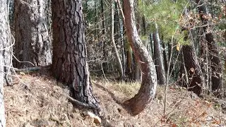 la réitération des arbres