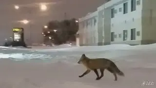 FARGO FOX : Casually strolling down the sidewalk at 1AM ♥