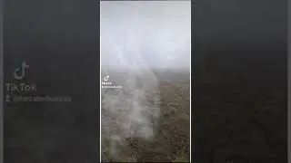 Кане Корсо в тумане. Видео-привет от Опиума из Форцабелло