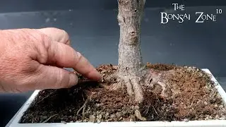 Pruning and Repotting My Willow Leaf Ficus, The Bonsai Zone, June 2023