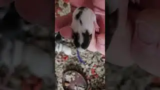 Baby Rats!!!