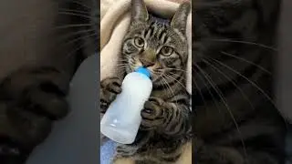 Cute Cat Drinking From A Bottle Original Meme Template 