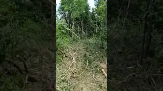 forestery work today