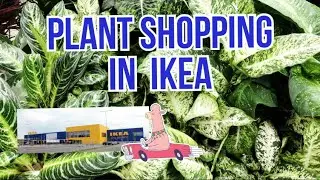 Houseplant SHOPPING in IKEA / So many CUTE houseplant pots!