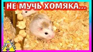 КАК ПОМОЧЬ ХОМЯКУ? / КАКОЙ НАПОЛНИТЕЛЬ НУЖЕН ХОМЯКУ / ОБЗОР ДЛЯ ХОМКИ / Alisa Easy Pets