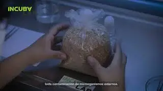 Incubalab - Cámara de Flujo Laminar