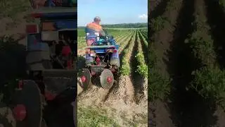 Узнайте, как окучивать картофель дисками, МОТОБЛОК МТЗ  БЕЛАРУС 