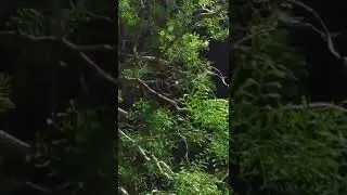 pássaro 🐦 fujão