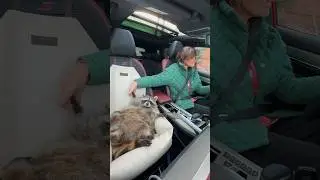 С енотом Темой за рулем… теперь без стресса / With the raccoon Tema driving