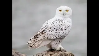 23 Different Owls