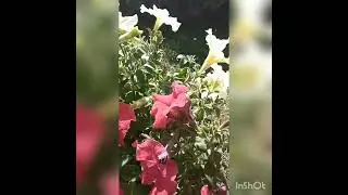 Петуния цветет