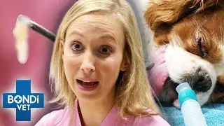 Thick Slimy Material Extracted From Dog's Infected Ear 😨 Bondi Vet